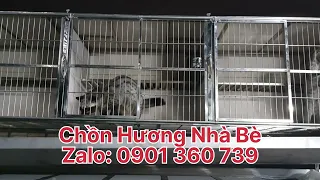 Khởi nghiệp nuôi chồn hương nên đầu tư bao nhiêu ? Mua con giống thế nào ?