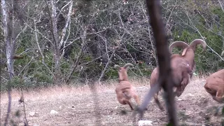 2017 Aoudad Bowhunt at the Bow Ranch