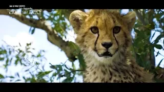우리 옆팀에서 만든건데요 대박이라 공유합니다 -애니멀봐 백- ㅣ A Year-Long Record Of A Single Mom Cheetah In Africa