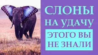 СЛОНЫ С ПОДНЯТЫМ ХОБОТОМ ПРИНОСЯТ УДАЧУ? ЧТО МЫ ДЕЛАЕМ НЕПРАВИЛЬНО? А КАК ПРАВИЛЬНО?