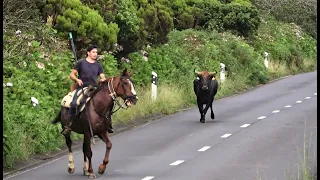 RB Ranch - Bulls & Horses - Bringing The Bulls Out - Touros & Cavalos - Ilha Terceira Açores