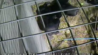 Chimps comfort dying female