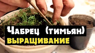 Тимьян или чабрец - как вырастить из семян рассаду и посадить (  thyme чабрец или тимьян)