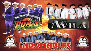 Corridos De Jaripeo Los Pumas Del Norte, Los Avila, Los Indomables De Cedral