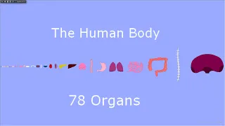 Human Body Anatomy Size Comparison