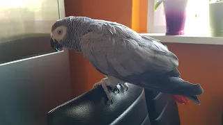 Попугай Рико говорит с хозяином попугай матершинник ругается