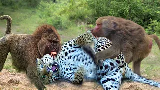 TORN TO PIECES? Why leopards should never mess with the baboons!