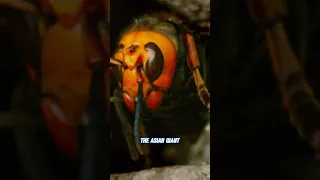 Perfect Shot: How to Film the 🐝 Giant Asian Hornet aka Murder Hornet🐝 Without Getting Stung!