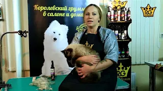 Как вычесать колтуны у кошки – уход за длинной шерстью кошки. Royal Groom Объем и эластичность.