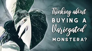 Buying a Variegated Monstera? | Thai Constellation vs Albo Borsigiana
