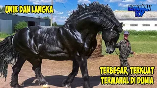 SUPER LANGKA DAN UNIK ! 20 RAS KUDA, Terkuat, Terbesar, Terkecil, Termahal Dan Tercantik Di Dunia