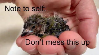 Notes to self:  Hand feeding tips for finch chicks