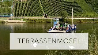 MOSEL - Region Terrassenmosel