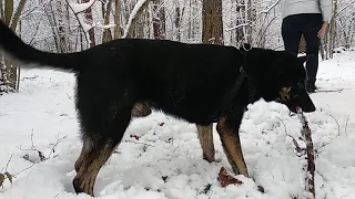 Пёс Гермес первый раз в жизни увидел снег
