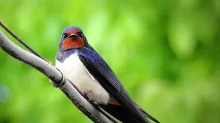 Звук ласточки, пение ласточки # swallow sound #дикая природа
