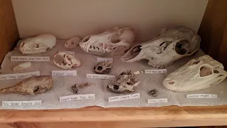 My Skull Collection So Far | 62 Different Skulls