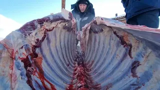 Забой скота в Якутии / Slaughter of cattle in winter in Yakutia