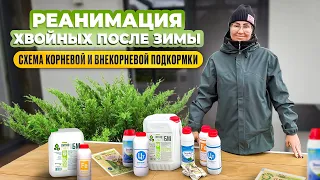 Реанимация хвойных после зимы. Схема корневой и внекорневой подкормки