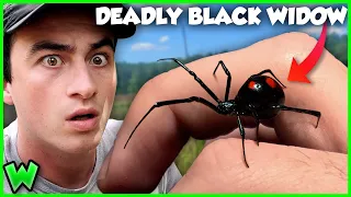 You're WRONG About The Black Widow Spider