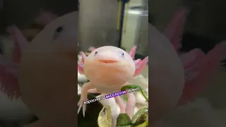 Как часто нужно кормить аксолотля😻 #аксолотль #axolotl