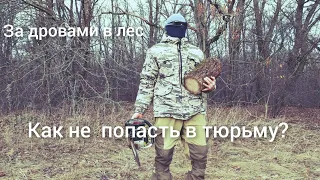 В лес за дровами, или как избежать наказания 😱