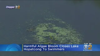 Harmful Algae Bloom In New Jersey Water