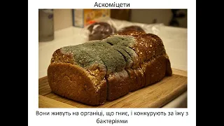 10 клас  9 Гриби