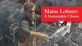 Maine Lobster: Why it's a Sustainable Seafood Choice