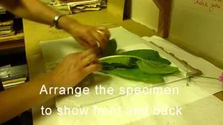 RBGE Herbarium: Basic Plant Collecting and Pressing