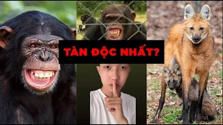 Loài vật tàn độc nhất thế giới động vật? | Sự thật lạ lùng bạn chưa bao giờ biết (P61-P70)