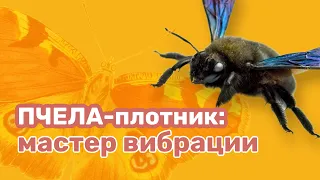 Пчела-плотник: мастер вибрации