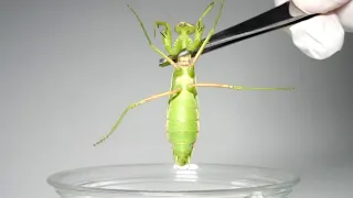 If you put parasite mantis into seawater...