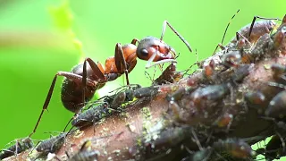 Blattläuse, Ameisen und Honigtau