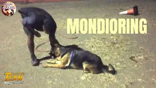 Mondioring Dog Training