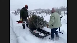 Virtual Field Trip to a Christmas Tree Farm 2019