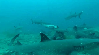 Mating whitetip reef sharks - shark sex at Cousins rock Galapagos