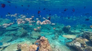 Snorkeling Ellaidhoo, Maledives, 2015 march