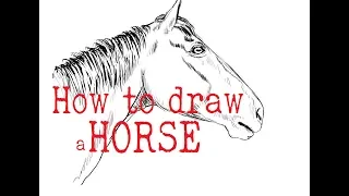 TUTORIAL How To Draw 2 Sides Of Horse