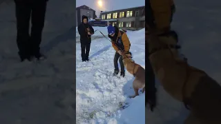 Хозяин вернулся! Реакция собаки/The owner returned the dog's reaction