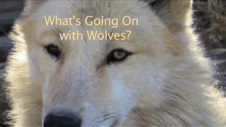 What's Going on With the Wolves? | Trailer | Eric Simon | The House of Film