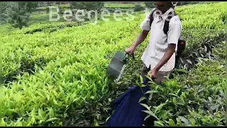 Battery tea harvester