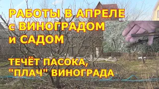 РАБОТЫ в АПРЕЛЕ с САДОМ и ВИНОГРАДОМ. "ПЛАЧ" ВИНОГРАДА. Течёт пасока. Что делать?