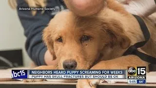 Neighbors heard Tempe puppy screaming for weeks