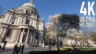 First blooms of Spring at St Paul's Cathedral in London | UK 4K City Walk