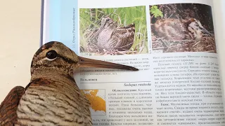 Нелепая птица вальдшнеп. Потерпевшие на всю голову