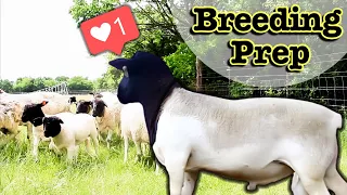 How I Breed My Dorper Sheep In-Season (NATURALLY) // Breeding Sheep on Pasture Grass