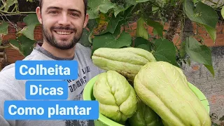 Como plantar chuchu - veja essa super colheita - dicas de cultivo - horta em casa orgânica #chuchu