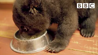 Adorable Grizzly Bear cub learns to feed from a bowl | Grizzly Bear Cubs and Me - BBC