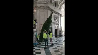 St Paul's Cathedral Christmas trees