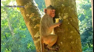 Poor Janet happy got food try climb up tree scare big monkey snap her corn#575